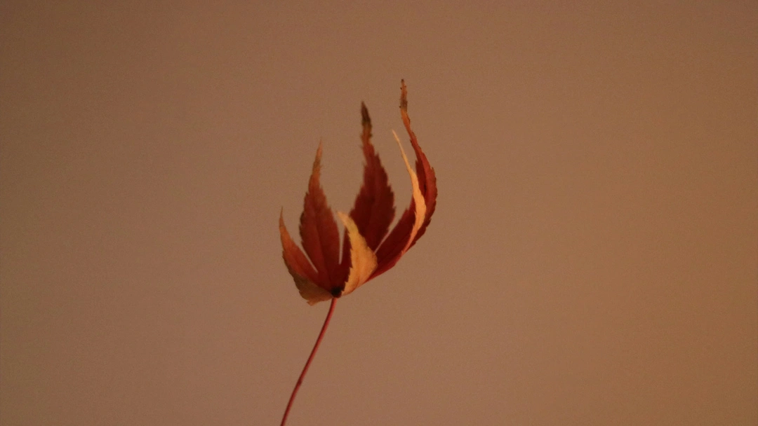 Economic risks from nature loss