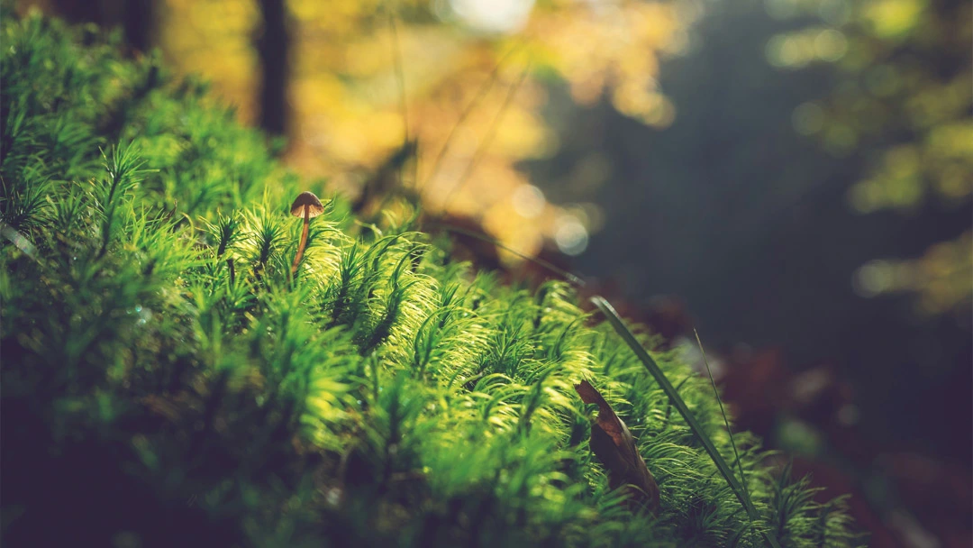 Faster biodiversity action across Europe